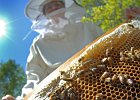 Beekeeper-JaniceLane-1 copy  Janice Lane holds a honeycomb from one of her honey bee hives, at her parents&#39; home in Boiling Springs Thursday afternoon, 4-5-07. Lane takes care of around 10 hives, and uses the bees for honey and for sting therapy for her father, John Whitt.  (NOTE: with Christine Boush story)